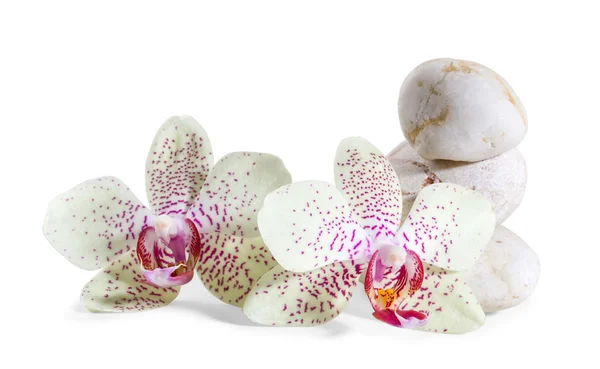 Orchidea e pietre zen su sfondo bianco — Foto Stock