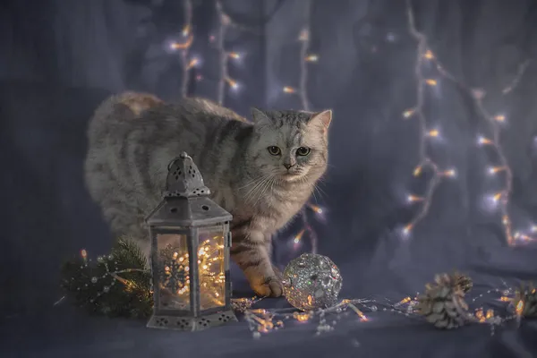 Fond Noël Avec Chat Lanternes — Photo