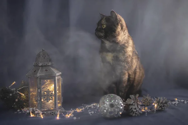 Fundo Natal Com Gato Lanternas — Fotografia de Stock