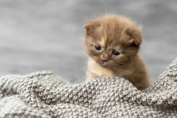 Small Newborn Kittens British Breed — Stock Photo, Image