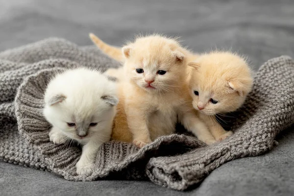 英国品种的新生小猫咪 — 图库照片