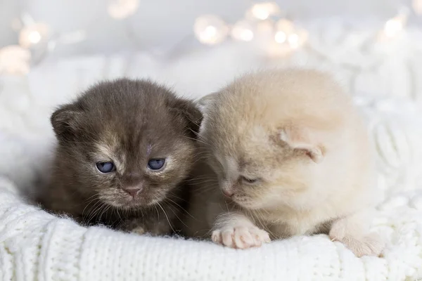Small Newborn Kittens British Breed — 图库照片