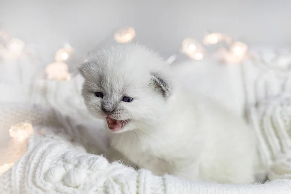 Small Newborn Kittens British Breed — Stock Photo, Image