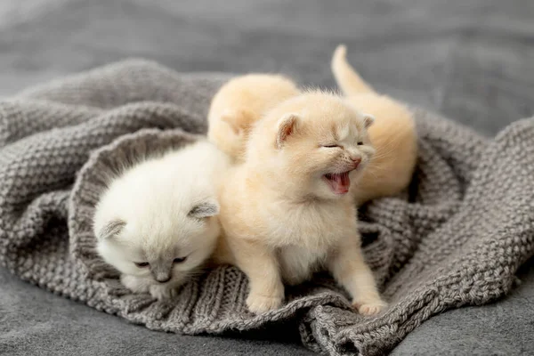 Small Newborn Kittens British Breed — Stock Photo, Image