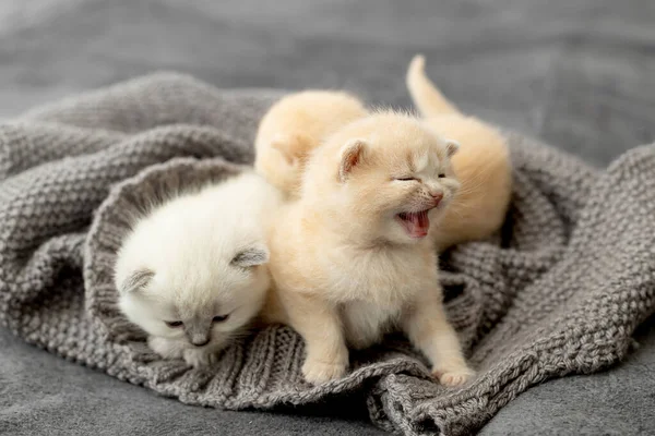 Pequeños Gatitos Recién Nacidos Raza Británica —  Fotos de Stock