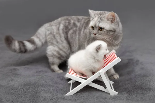 Pieni Brittiläinen Kissanpentu Istuu Aurinkotuolissa Äidin Kanssa — kuvapankkivalokuva