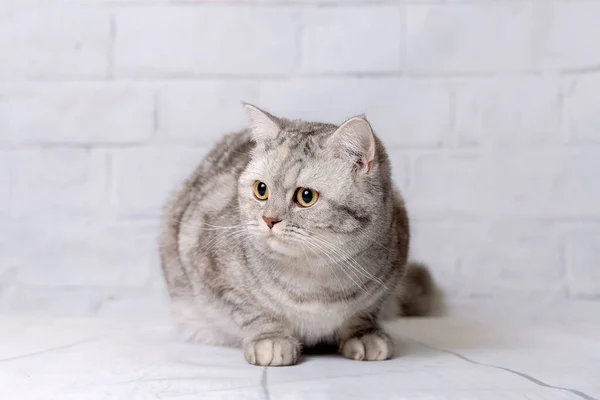 가벼운 배경에 영국짧은 고양이 — 스톡 사진