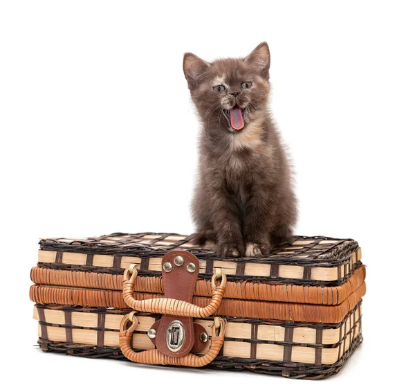 Britské Krátké Kotě Sedí Kufříku — Stock fotografie