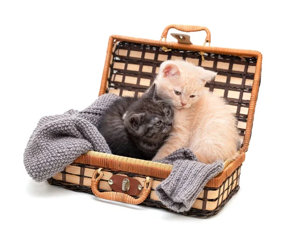 Deux Chatons Britanniques Poil Court Jouent Dans Une Valise — Photo