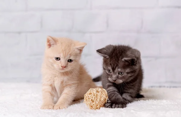 Dos Gatitos Británicos Shorthair Jugando Con Una Pelota —  Fotos de Stock