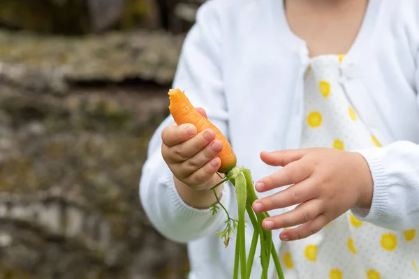 Petite Fille Mangeant Des Carottes Dans Jardin — Photo