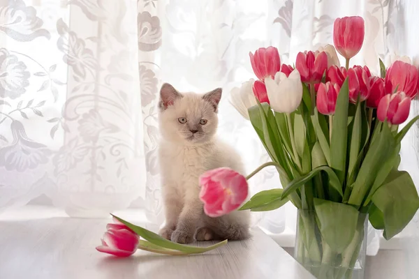 春はまだ白子猫とチューリップで生活 — ストック写真