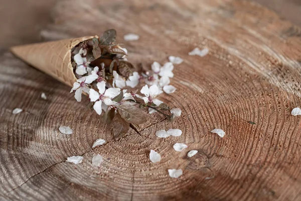 Bodegón Primavera Con Las Primeras Flores —  Fotos de Stock