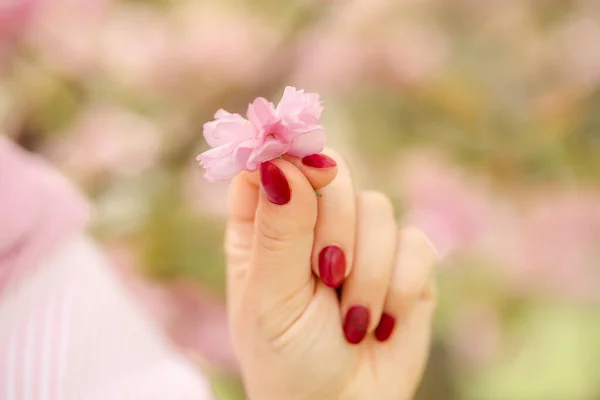 Female Hand Holding Sakura Flowers — 스톡 사진