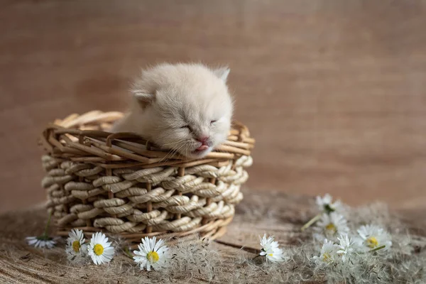 인종의 태어난 고양이 — 스톡 사진