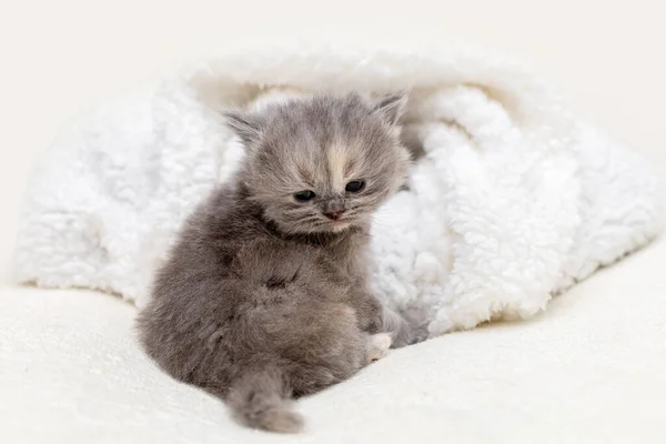 Portrait Small Kitten British Breed — Stock Photo, Image