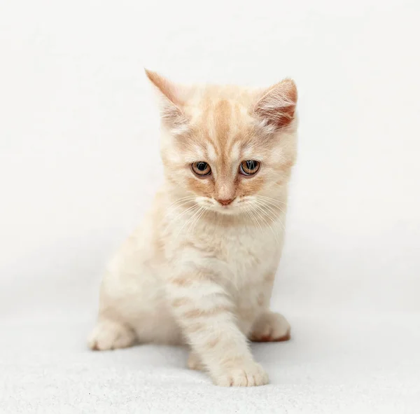 British Shorthair Kitten Animal Background — ストック写真