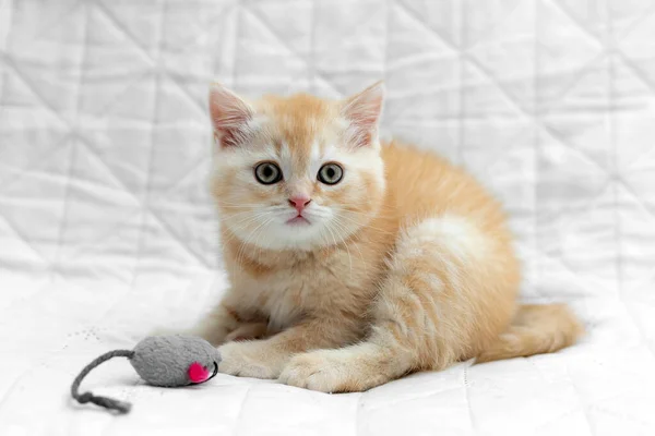 British Shorthair Kitten Animal Background — Fotografia de Stock