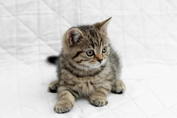British Shorthair Kitten Animal Background — Stockfoto