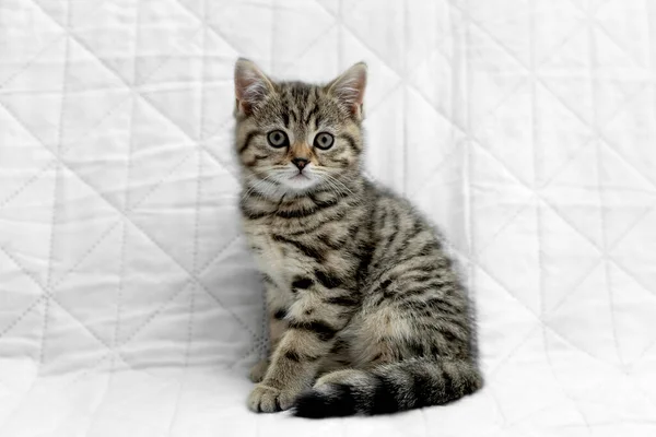 British Shorthair Kitten Animal Background — Photo