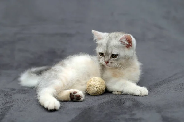 British Shorthair Kitten Animal Background —  Fotos de Stock