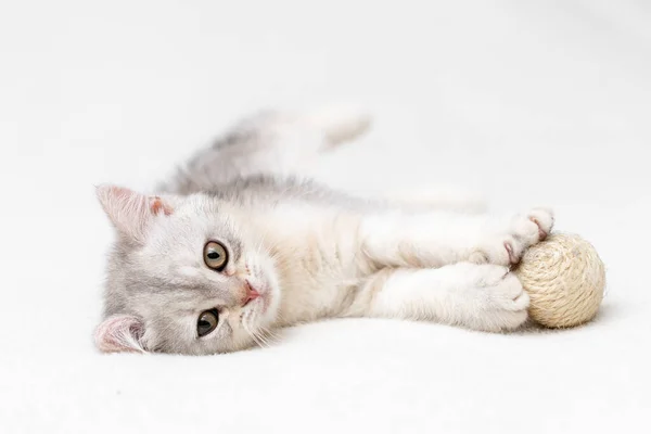 British Shorthair Kitten Animal Background —  Fotos de Stock