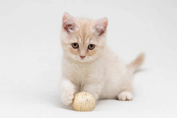 British Shorthair Kitten Animal Background — Zdjęcie stockowe