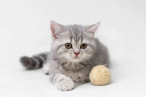 British Shorthair Kitten Animal Background — Fotografia de Stock