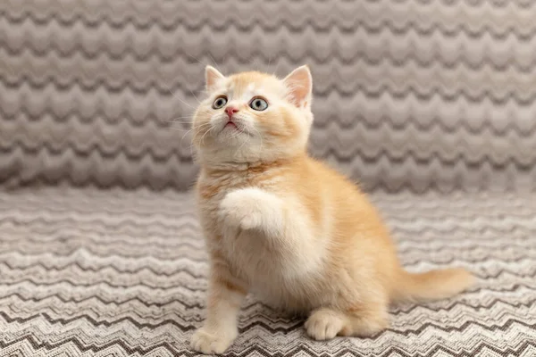 British Shorthair Kitten Animal Background — ストック写真