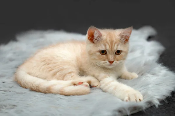 British Shorthair Kitten Animal Background — Zdjęcie stockowe