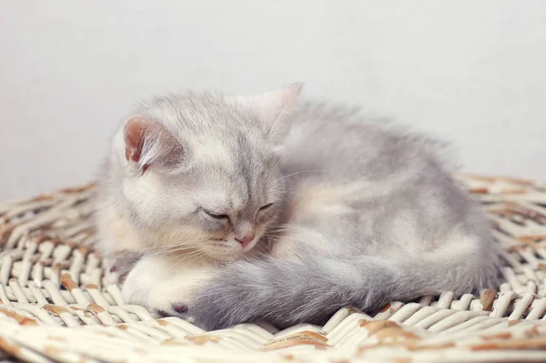British Shorthair Kitten Animal Background — Stock Photo, Image