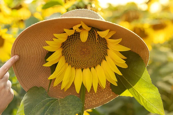 Sunflower Flower Straw Hat — Zdjęcie stockowe