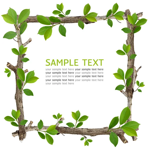 Twig and green leaf frame — Stock Photo, Image