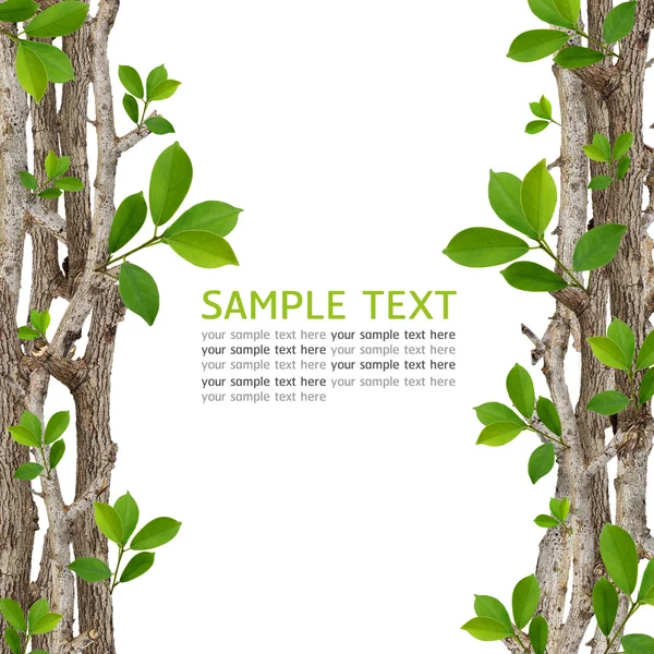 Green leaf frame — Stock Photo, Image