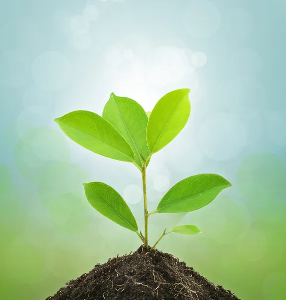 Young Green Plant — Stock Photo, Image