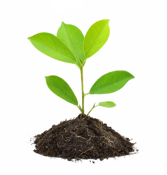 Young Green Plant — Stock Photo, Image