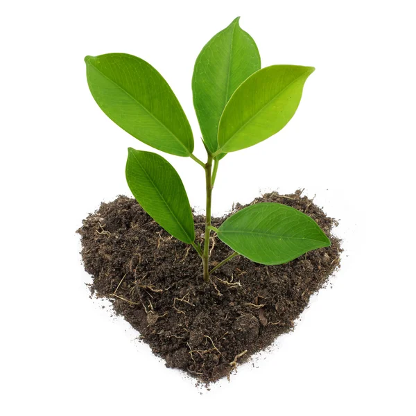 Young Green Plant — Stock Photo, Image