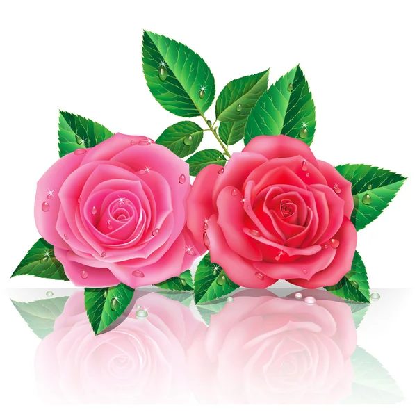 Beautiful pink roses — Stock Vector