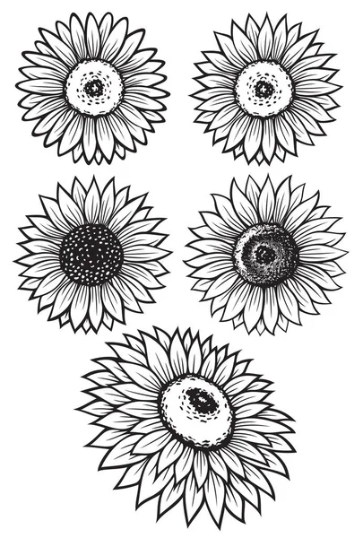 Illustrations Vectorielles Silhouette Tournesol — Image vectorielle