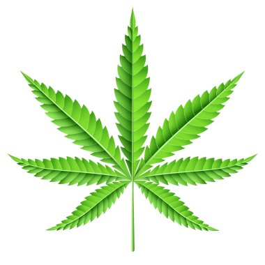 marihuana yaprağı vektör çizim.