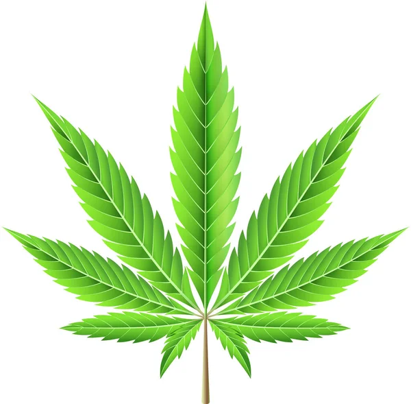 Marihuana Blad Groene Kleur Illustratie — Stockvector