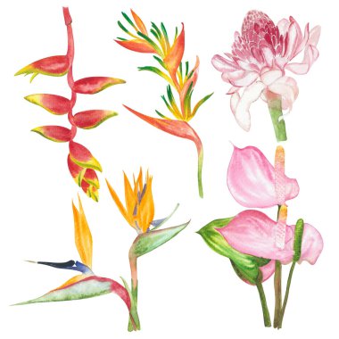 Watercolor bird of paradise flowers floral paint illustration with clipping parts isolated on white background.
