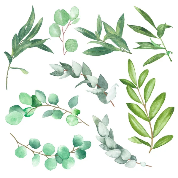 Watercolor Olive Leaf Paint Illustration Clipping Parts Isolated White Background — Stock Fotó