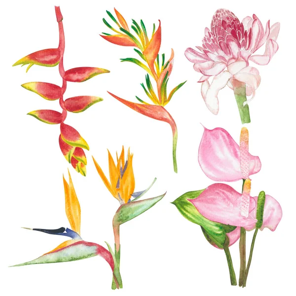 Watercolor Bird Paradise Flowers Floral Paint Illustration Clipping Parts Isolated — Foto de Stock