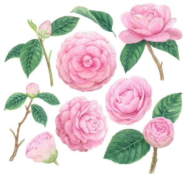 Watercolor Camellia Pink Flowers Paint Illustration Clipping Parts Isolated White — Foto de Stock