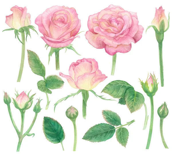 Watercolor pink rose flower paint illustration with clipping parts isolated on white background.