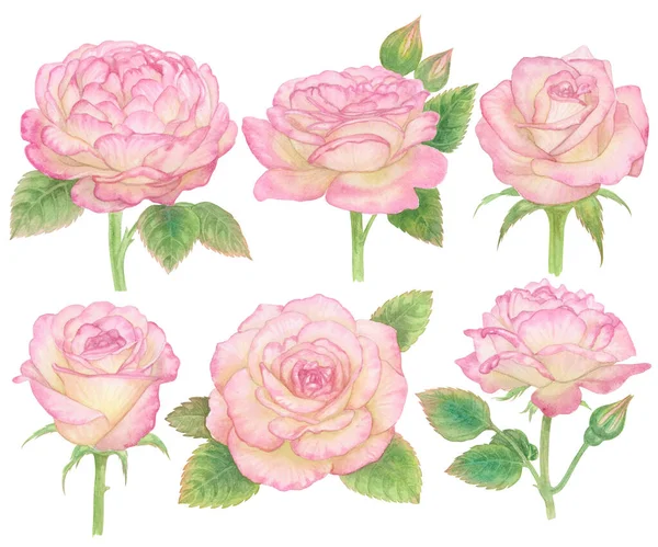 Watercolor Pink Rose Flower Paint Illustration Clipping Parts Isolated White — Foto de Stock