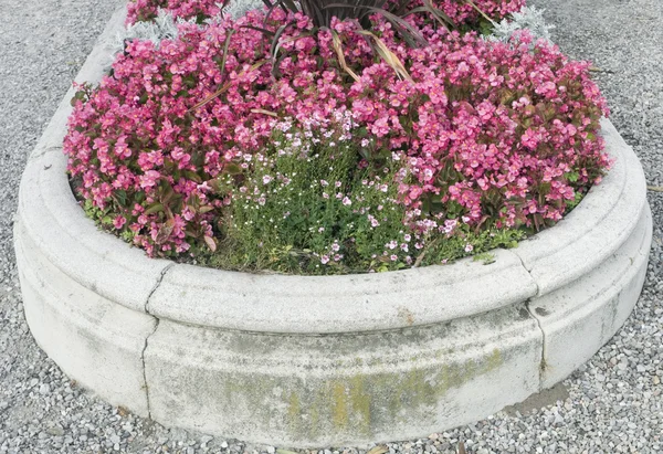 Macizo de flores —  Fotos de Stock