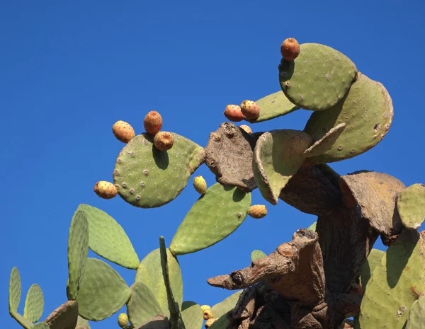 Indiska fikon, cactus päron — Stockfoto