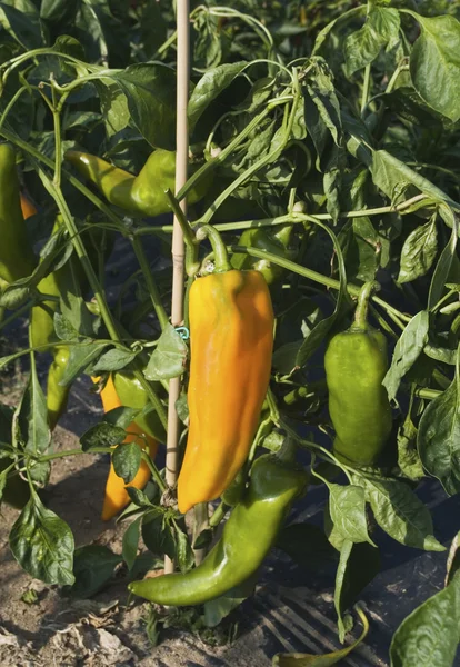 Peppers (Capsicum annuum) — Stock Photo, Image